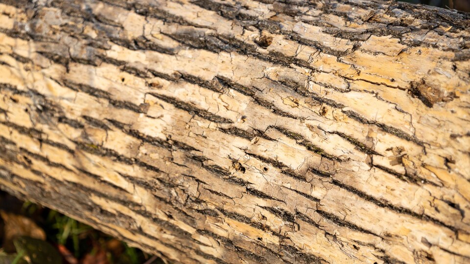 Un tronc d'arbre à l'écorce jaunie. 