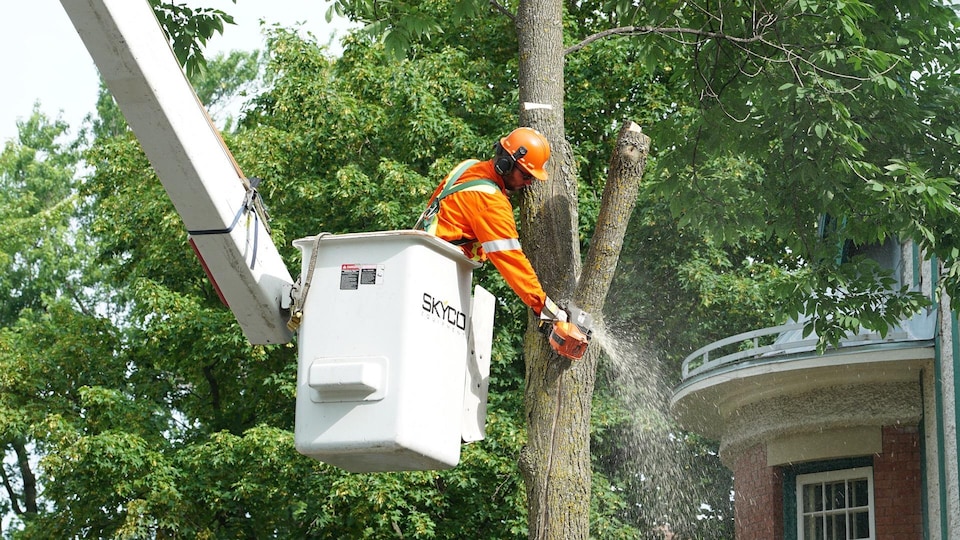 La Ville de Québec compte près de 12 000 frênes publics.