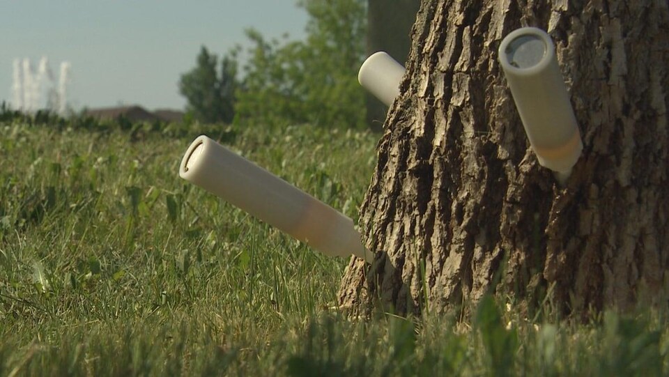 Des seringues de pesticides plantées dans l'écorce d'un arbre.