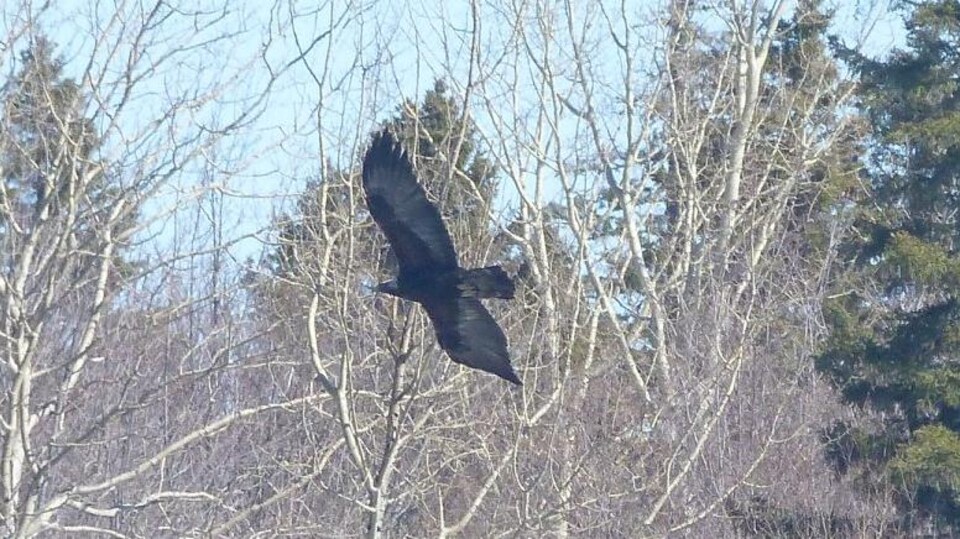 L'observation des aigles royaux se fait à compter du mois de mars lorsqu'ils reviennent dans la réserve de Matane pour la période de nidification.