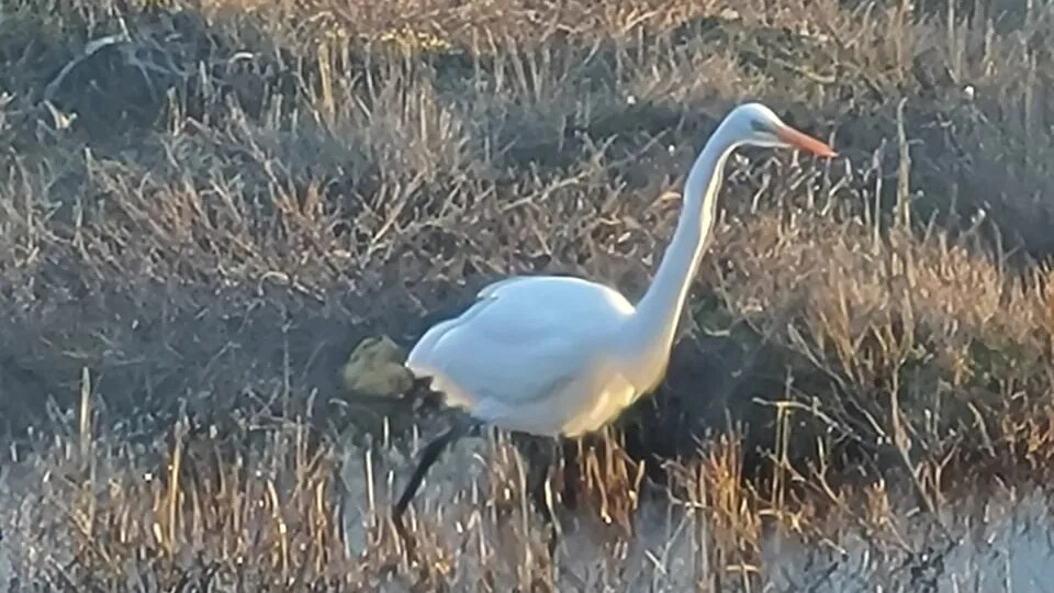 Une grande aigrette dans un marécage.