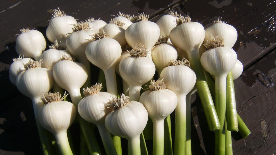 Des bulbes d'ail fraîchement récoltés.