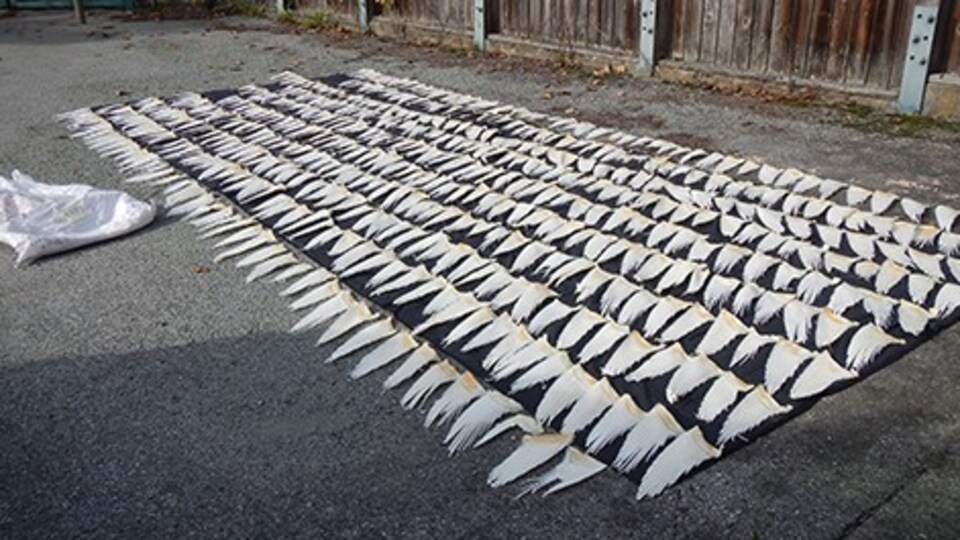 Des ailerons de requin alignés au sol.