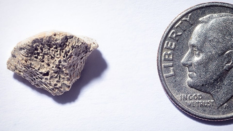 Un fragment d'os posé à côté d'une pièce de monnaie américaine.