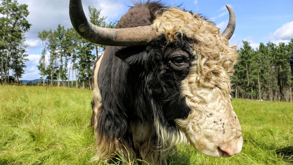 Un yak vu de proche.