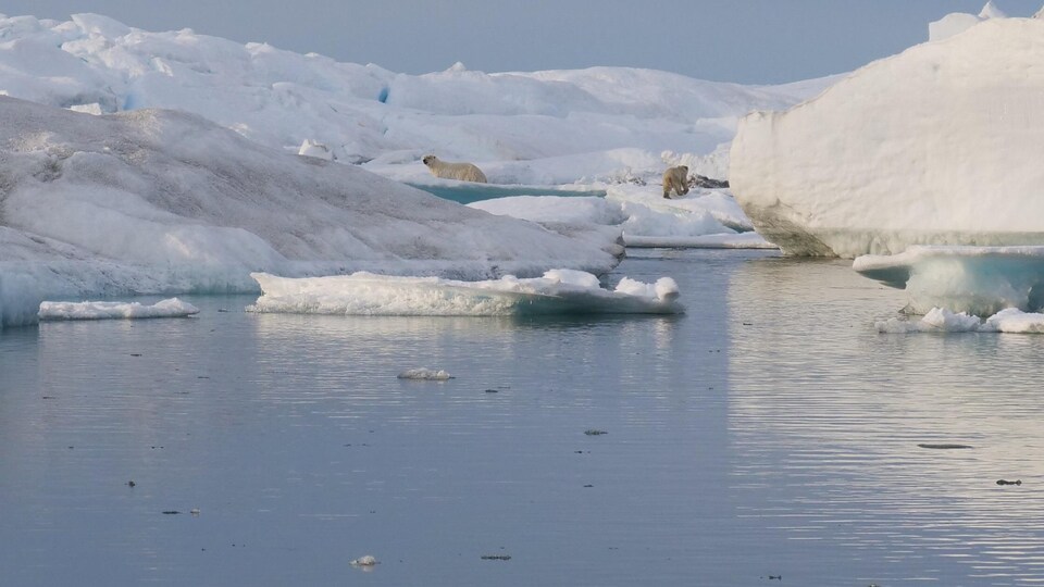 Un ours polaire et un ourson sur la banquise. 