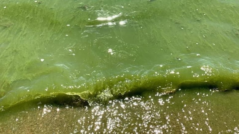 Des algues bleu-vert qui recouvrent le littoral du lac Winnipeg.