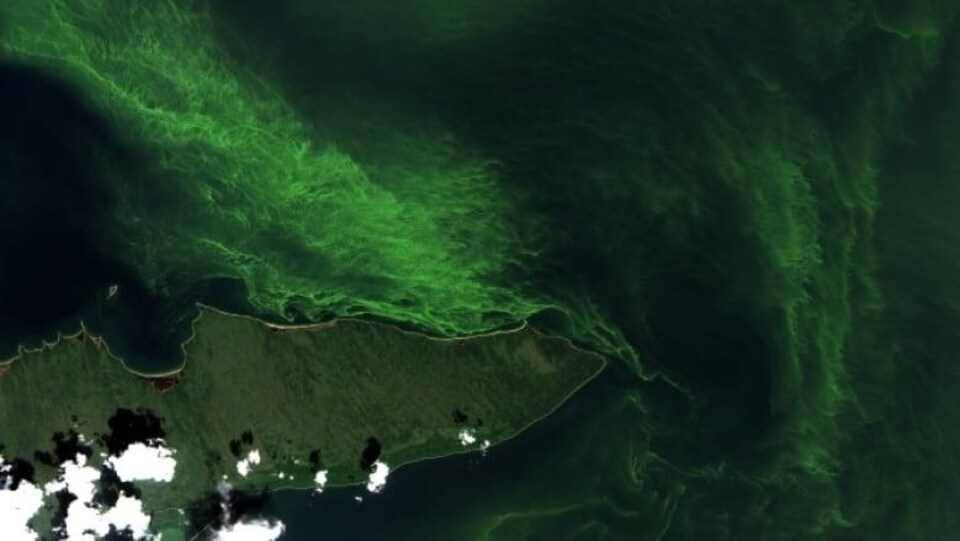 Une masse d'algue bleu-vert vue par satellite.