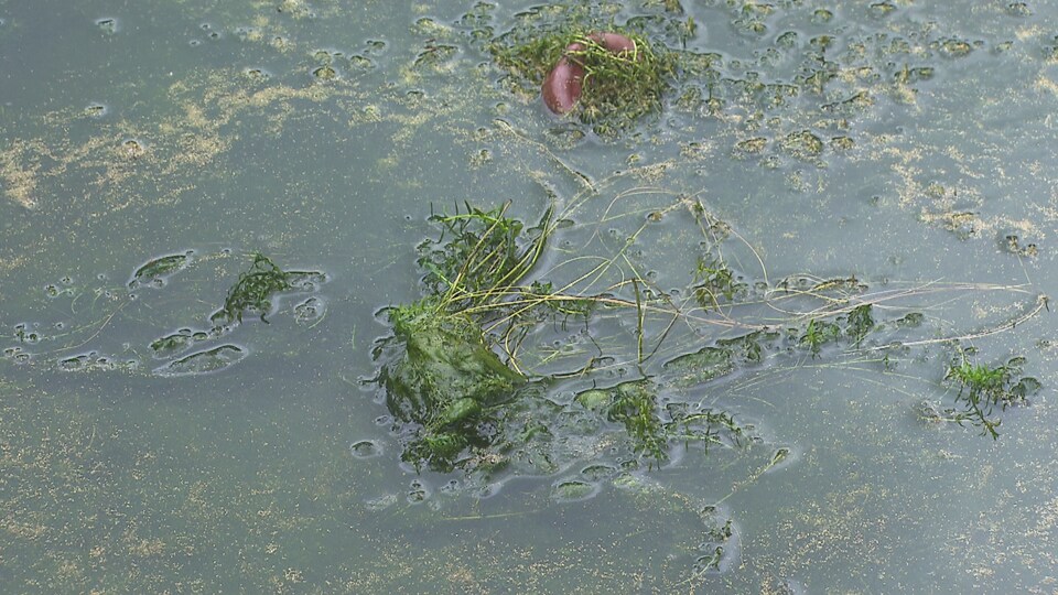 Des algues recouvrent le lac.