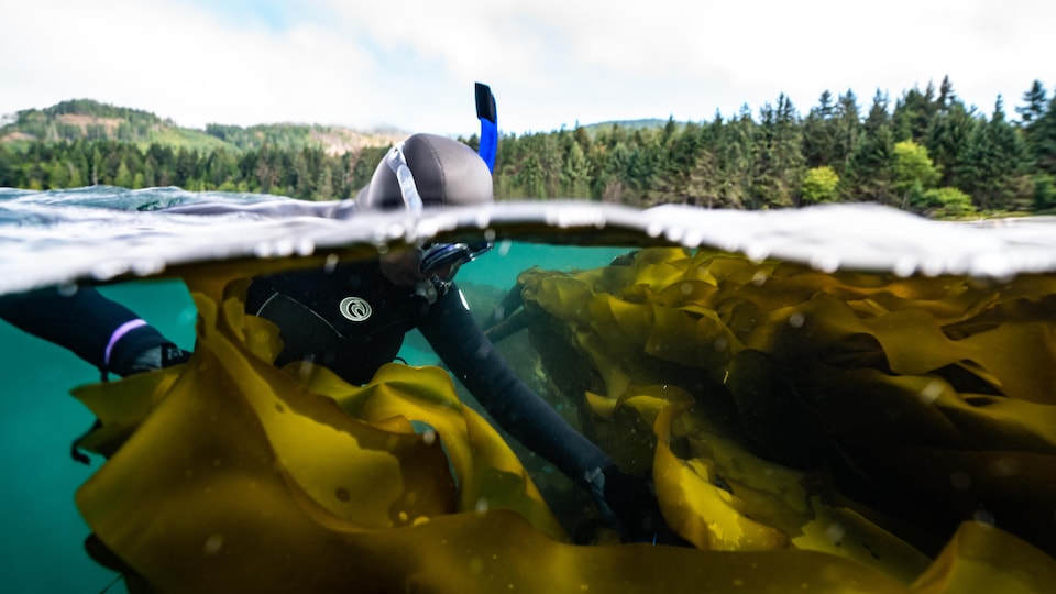 Un plongeur récolte de l'algue à marée basse