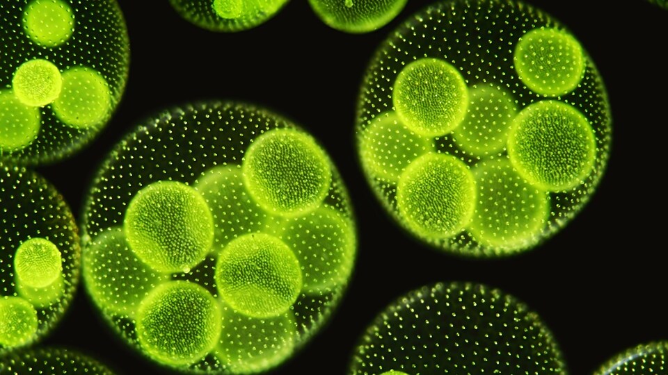 Des microalgues productrices d'hydrocarbures | Radio-Canada.ca