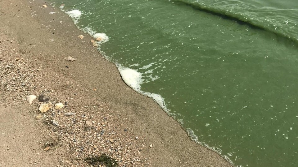 plage avec des vagues vertes