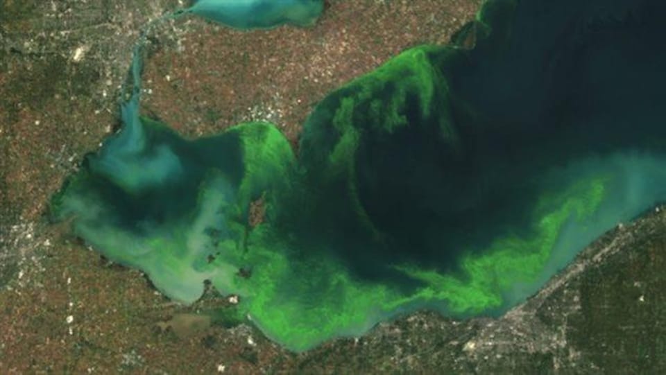 Le lac Érié est vert d'algues.