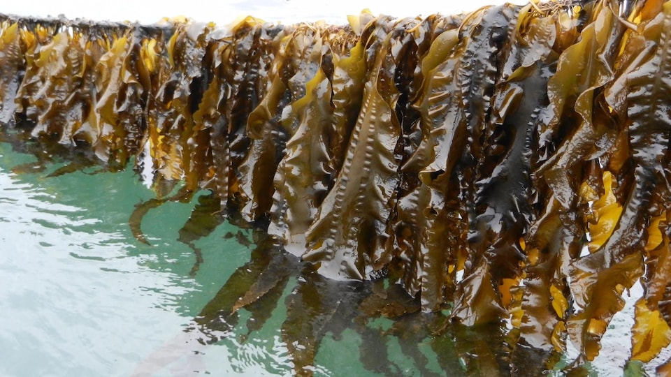 Culture de l’algue Saccharina latissima, dans la baie de Fundy, au Nouveau-Brunswick.