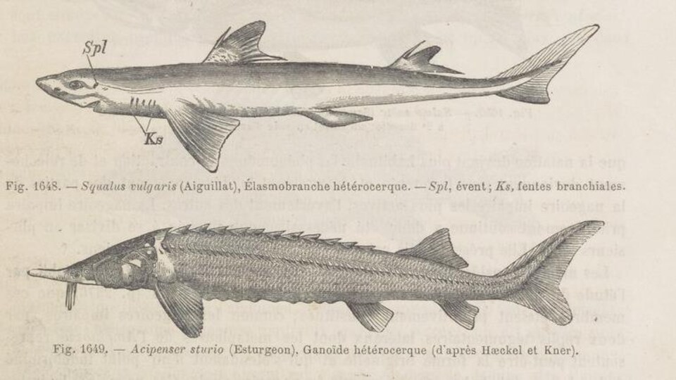 Des poissons sont représentés dans un extrait de zoologie français, en noir et blanc avec tous les détails de leur morphologie, le squalus vulgaris (aiguillat) et l'Acipenser sturio (Esturgeon)