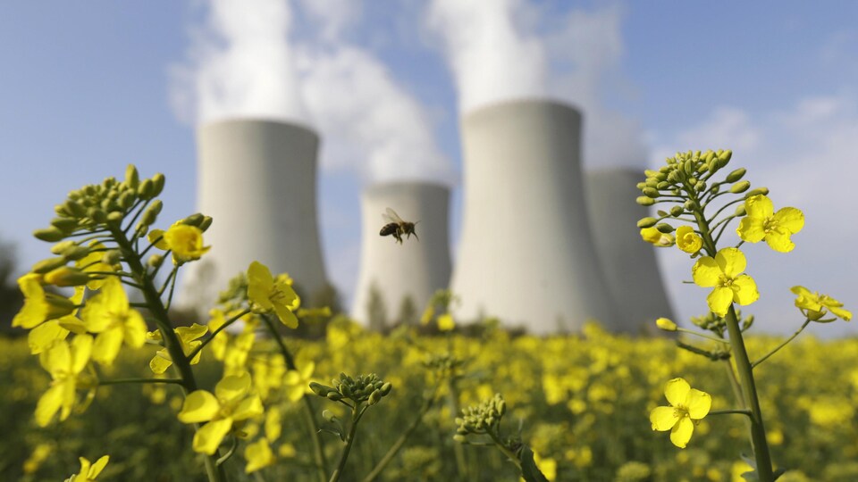 Une abeille vole pour récolter du pollen dans un champ de moutarde devant les tours de refroidissement d’une centrale nucléaire.