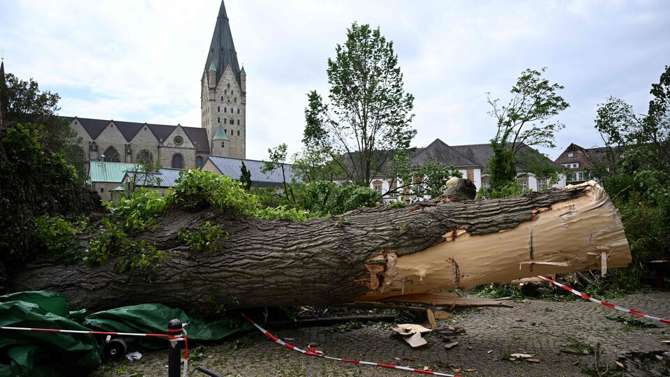 A tree was swept away and fell to the ground in Paderborn.