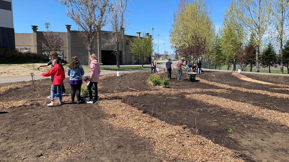 Des élèves plantent des arbres sur le site des Plaines vertes à Alma.