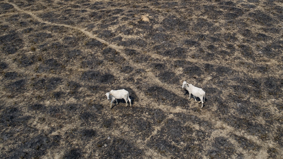 Deux vaches dans un champ brûlé.