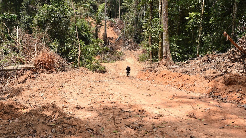 A forest where part of the trees are cut down
