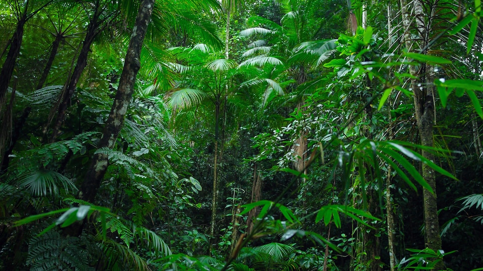 La forêt amazonienne.