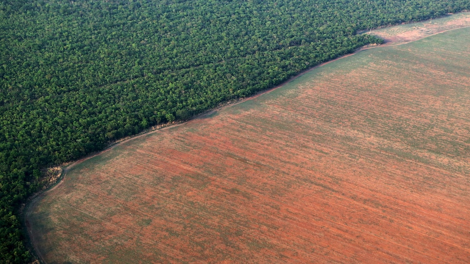 La forêt amazonienne bordée par des terres déboisées préparées pour la plantation de soja.