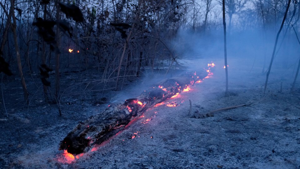Des braises illuminent un tronc d'arbre effondré.