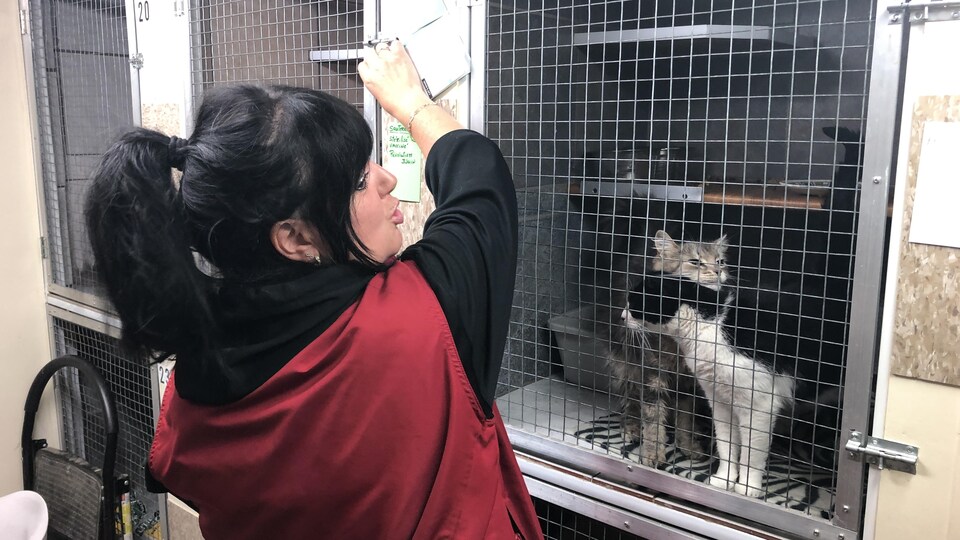 Une femme ferme et barre la cage de deux chats dans un refuge pour animaux. 