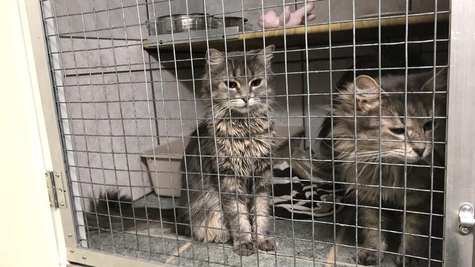 Deux chats dans une cage dans un refuge pour animaux. 
