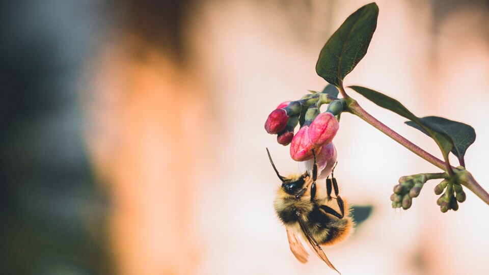 Une abeille butine.