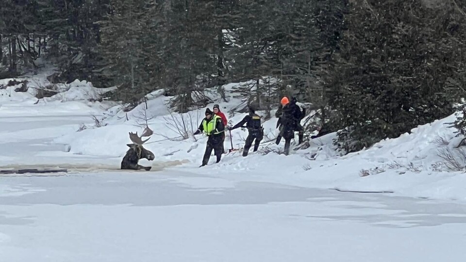 Des personnes essaient de sauver un orignal prisonnier des glaces d'un lac.