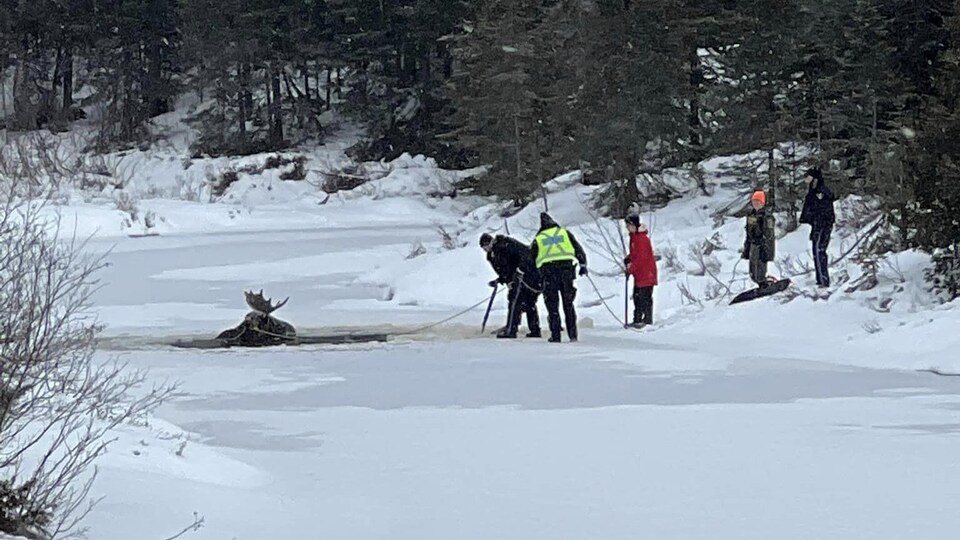 Un orignal pris dans les glaces d'un ruisseau reçoit l'aide de forces de l'ordre et de secouristes.