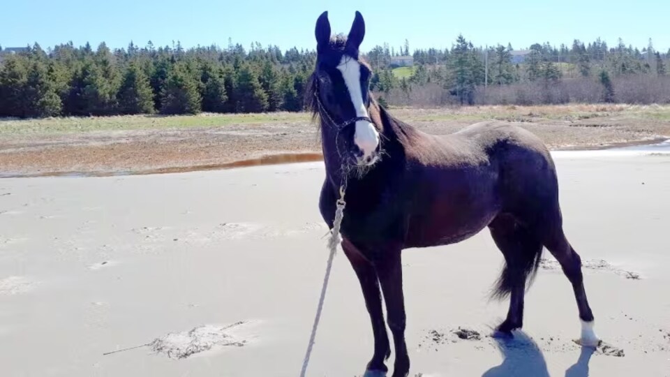 Une jument noire sur une plage de sable fin.