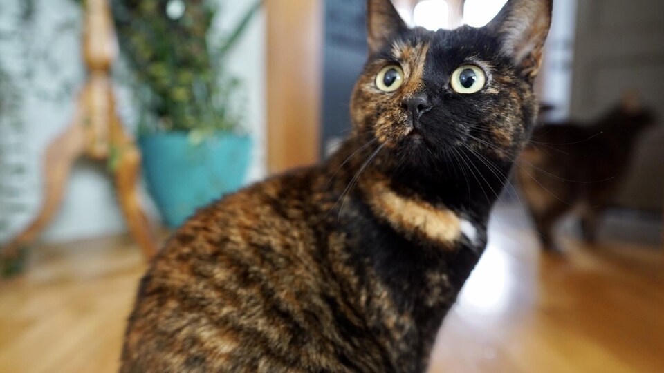 Une chatte trois couleurs.