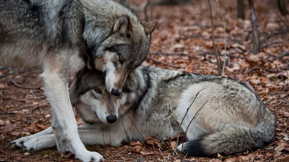 Deux loups en forêt.