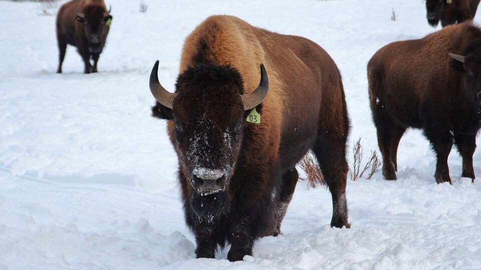 Un bison adulte debout dans la neige.
