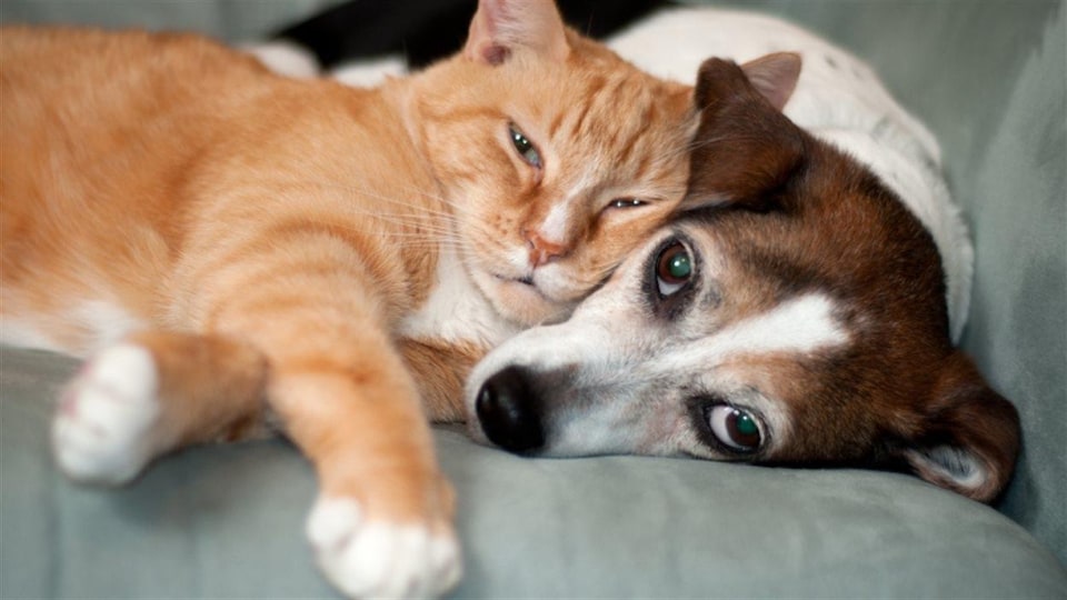 Un chat et un chien se câlinent sur un canapé. 