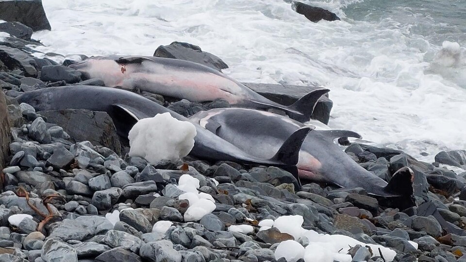 Trois dauphins échoués sur le rivage.