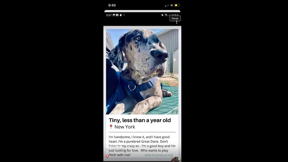 Petite annonce avec photo et description du chien comme était un «bon garçon qui cherche de l'amour».