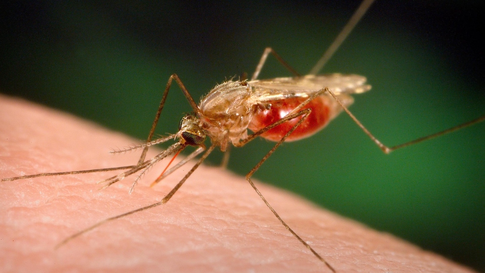 Un moustique à l'abdomen gorgé de sang pique une peau humaine.
