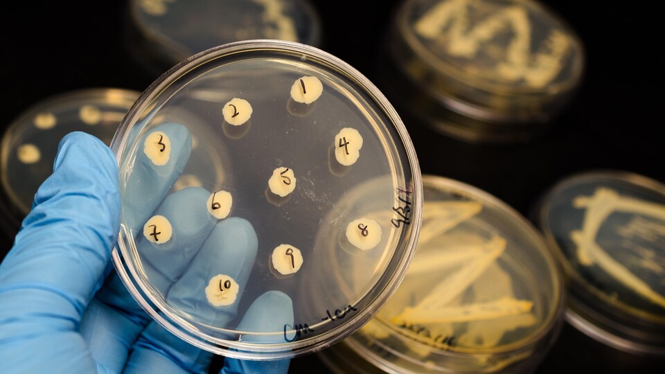 Les infections bactériennes, comme celle au Clostridium difficile, sont de plus en plus difficiles à traiter à l’aide d’antibiotiques.