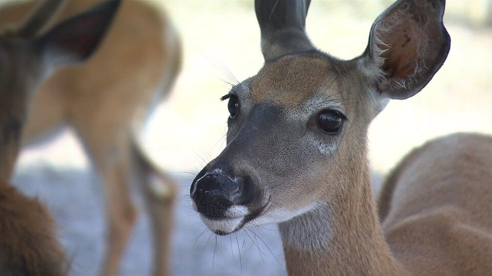 Gros plan d'un cerf