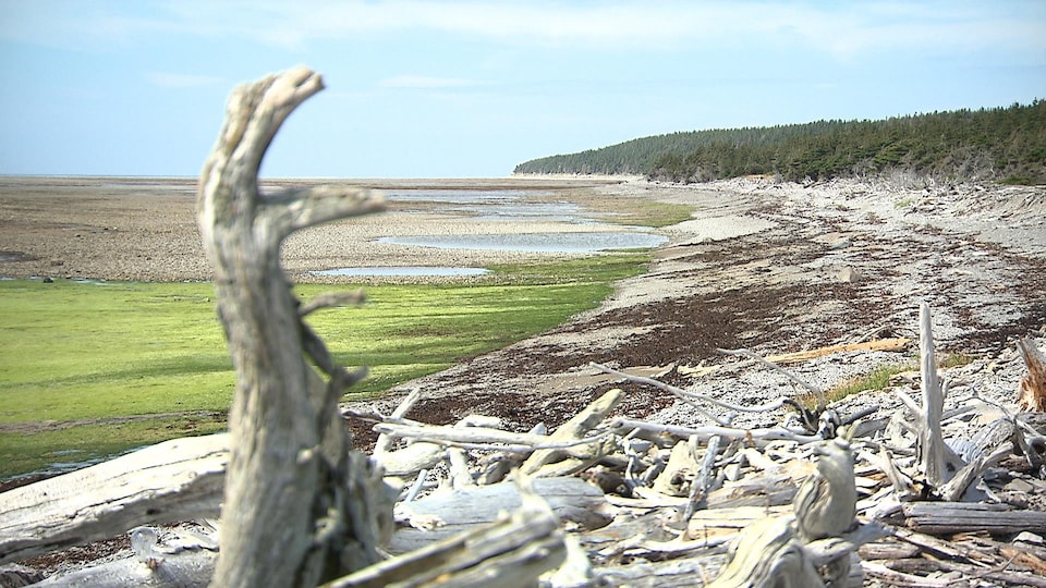 Le littoral de l'île d'Anticosti est jonché de bois rejeté par la marée