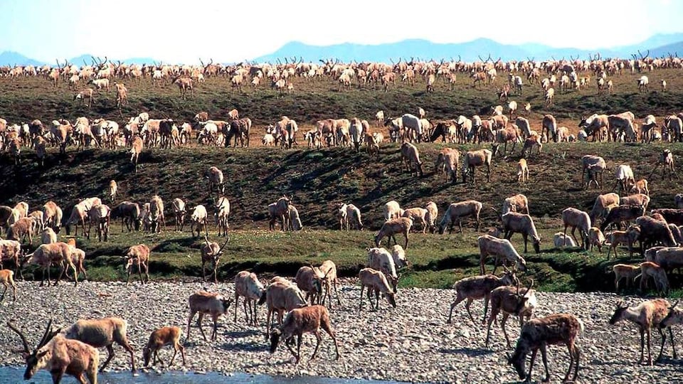 Un troupeau de caribous à proximité d'un point d'eau.