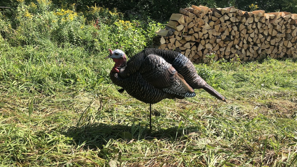 Quebec authorizes turkey hunting this fall Archyde