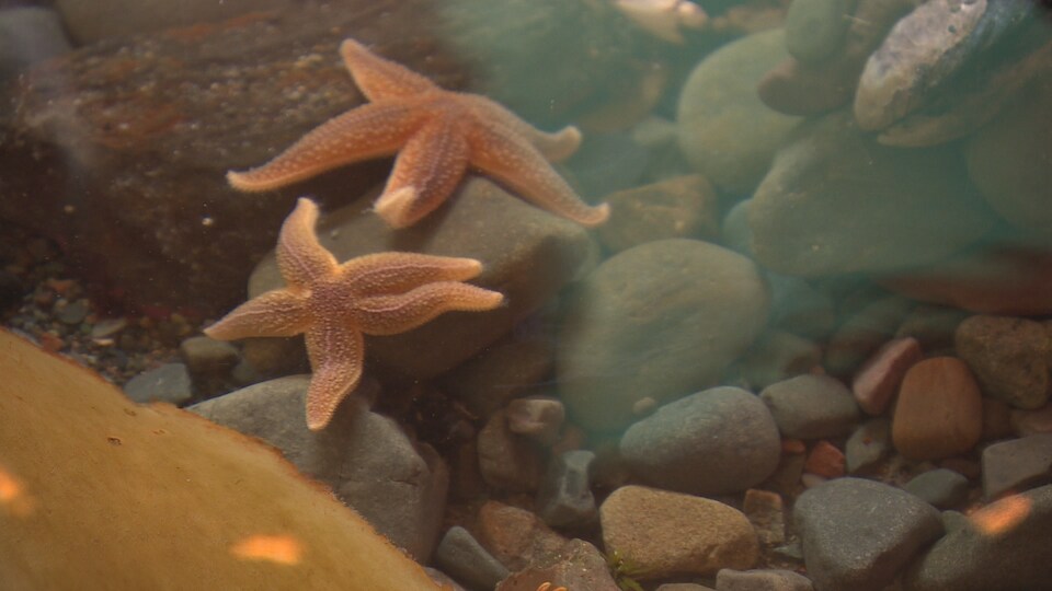Deux étoiles de mer dans un bassin