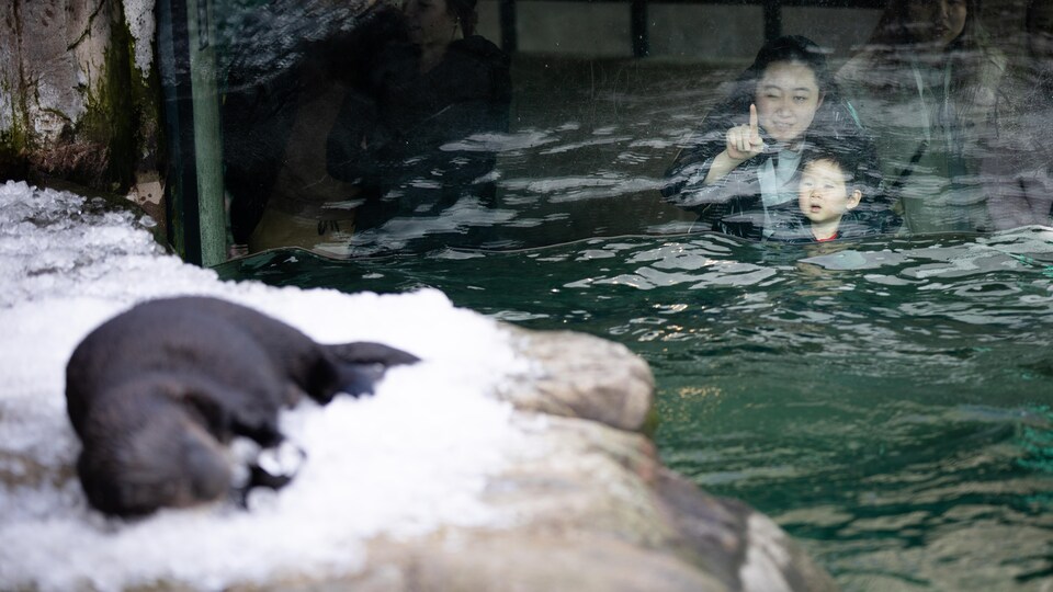 Des visiteurs regardent les loutres de mer à l'Aquarium de Vancouver.