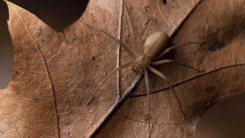 Après deux jours de cavale, la dernière araignée tropicale a été