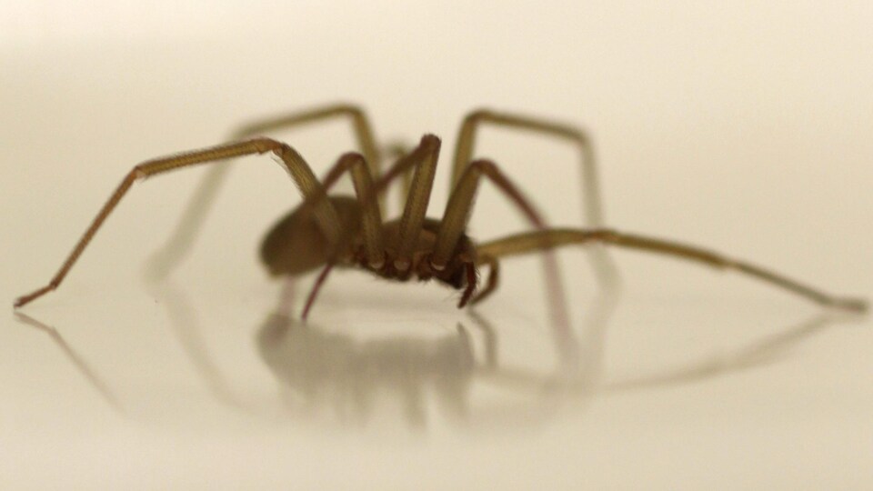 C'est une araignée de cette espèce, la recluse brune, qui a vraisemblablement mordu Stephen McKellar.