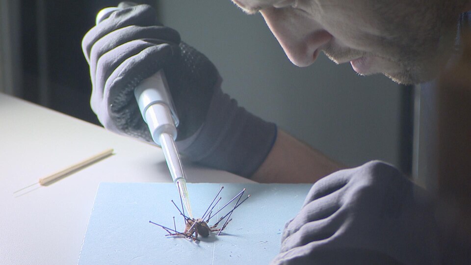 Un homme manipule une araignée dans un laboratoire. 